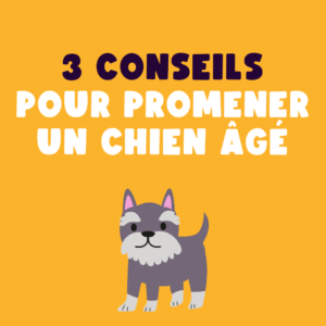 Post_Woufers_Balade, chien et rencontre