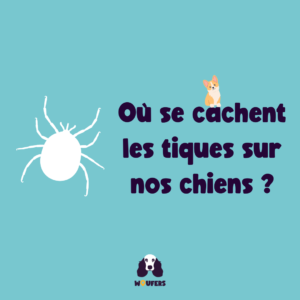 Post_Woufers_Balade, chien et rencontre