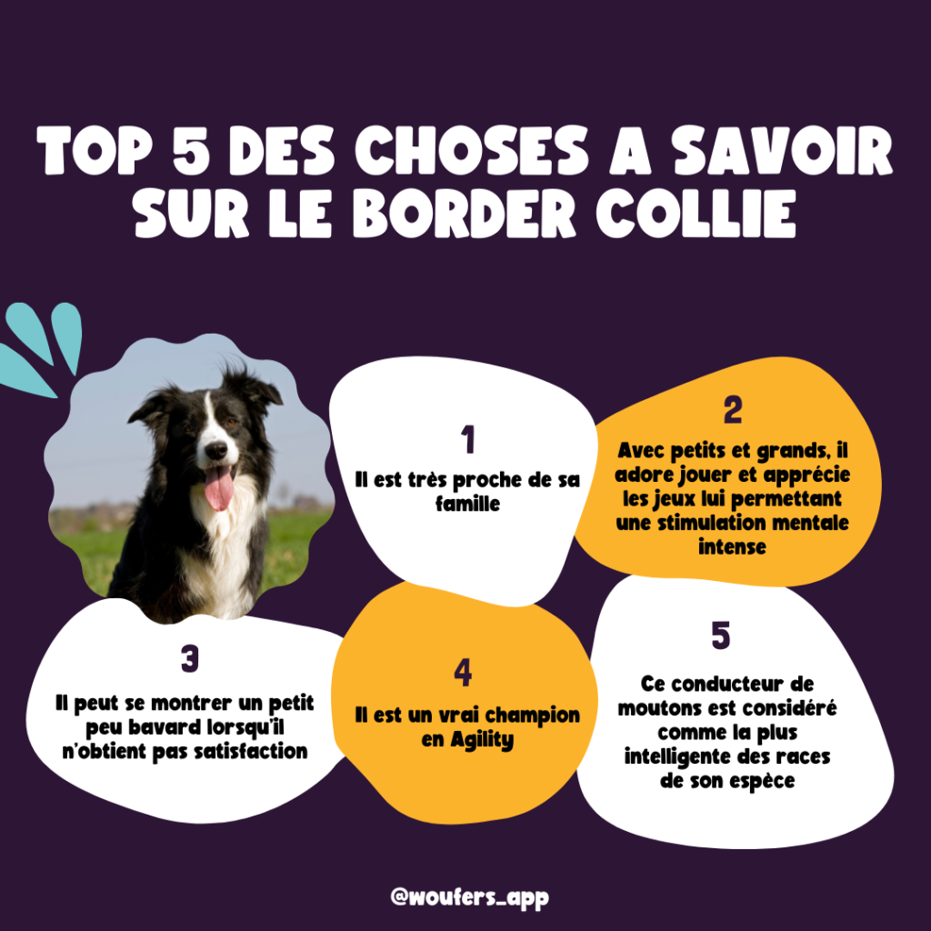 Post_Woufers_Balade, chien et rencontre